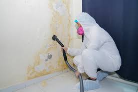 Best Attic Mold Removal  in Palmview South, TX